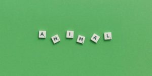 Animal Sentience Committee letter regarding the recently published animal welfare strategy